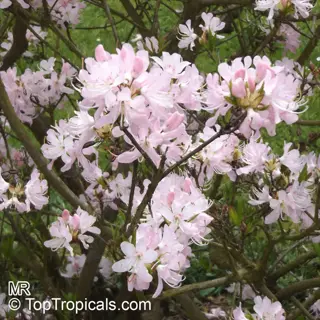 clusters of delicate pink azalea flowers blooming on branches with watermark 'mr © toptropicals.com'