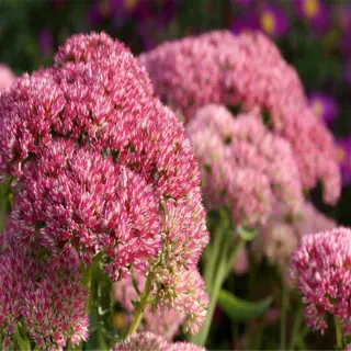 clusters of pink late-blooming flowers in a garden setting