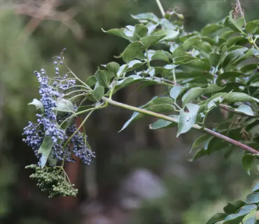 clusters of purple elderberries with green foliage; purple elderberry foliage