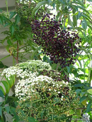 clusters of ripe elderberries and elderflowers on a lush green bush, sunlight filtering through foliage