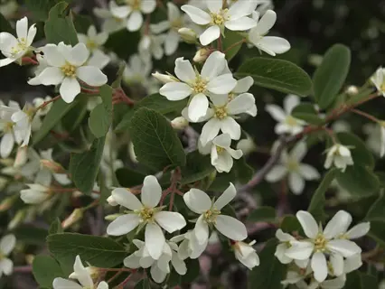 clusters of serviceberry white flowers among dark green leaves