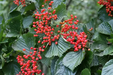 clusters of vibrant red david viburnum berries growing on lush green foliage