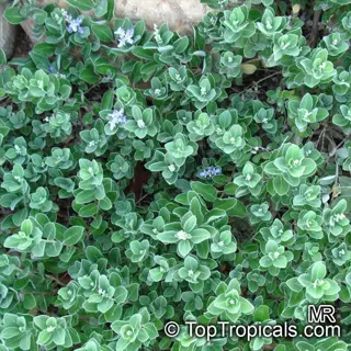 coastal indoor plants: silvery-green foliage and small blue flowers of vitex agnus-castus (chaste tree), thriving in salty air. (source: toptropicals.com mr)