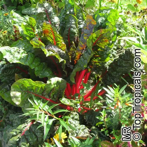 cold hardy vegetables garden showcasing vibrant swiss chard with large green leaves and striking red stems among mixed garden foliage