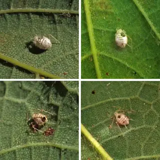 collage of four panels showing parasitized aphid mummies (braconidae wasp hosts) on leaves, depicting waxy swollen bodies where wasp larvae develop (aphid mummies leaves)