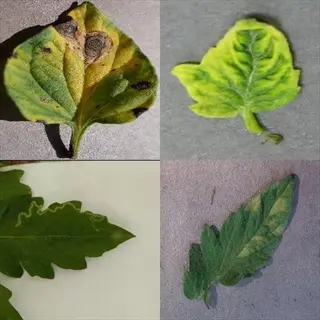 collage of tomato leaves showing mottling (tomato mosaic virus), along with spots and discoloration symptoms