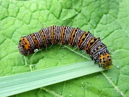 collard greens caterpillar with orange, black, and white stripes on a large dark green leaf