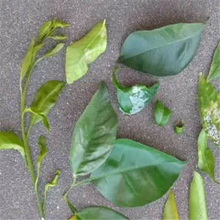 collection of citrus tree leaves showing various signs of damage and distress