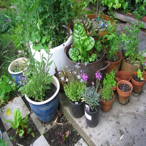 collection of potted herbs and plants on a patio step featuring terracotta pots, flowering plants, and leafy greens
