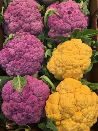 colorful assortment of mini cauliflower varieties featuring purple and yellow heads with green leaves, arranged in a display
