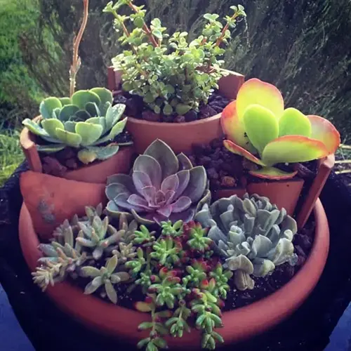 colorful container garden showcasing diverse succulents in terracotta pots with vibrant green, purple, and pink hues