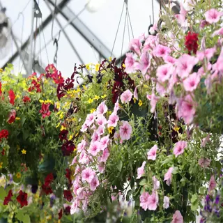 colorful hanging baskets filled with flowers in a greenhouse