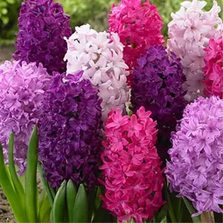 colorful hyacinth flowers in bloom, demonstrating successful hyacinth bulb planting in a garden