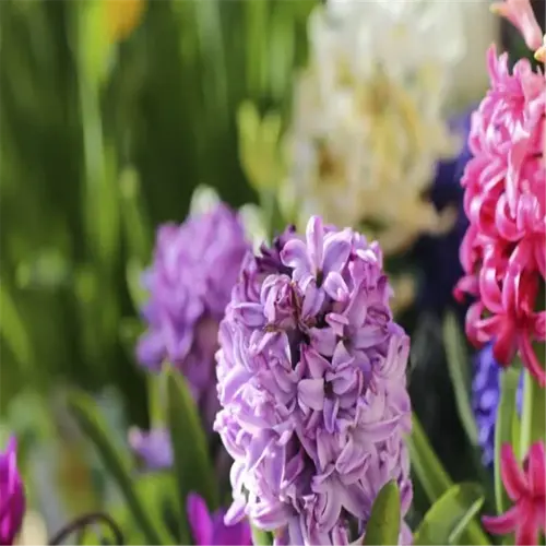 colorful hyacinth flowers in bloom, suitable for planting in a fall flower bulbs garden