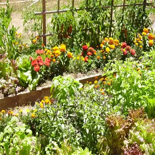 colorful lettuce garden with raised beds and trellis