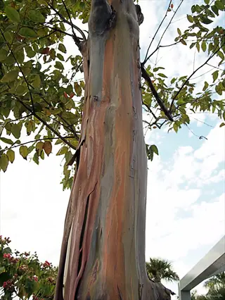 colorful peeling bark on a rainbow eucalyptus trunk framed by green leaves and blue sky