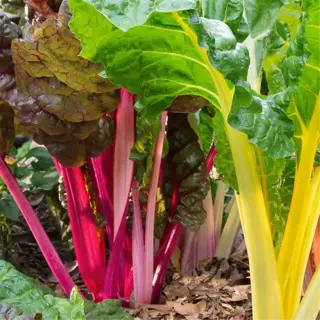 colorful swiss chard growing in a garden with shade
