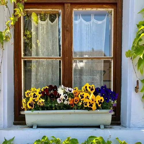 colorful window box plants in white planter beneath wood-framed window with sheer curtains, on light blue wall with ivy