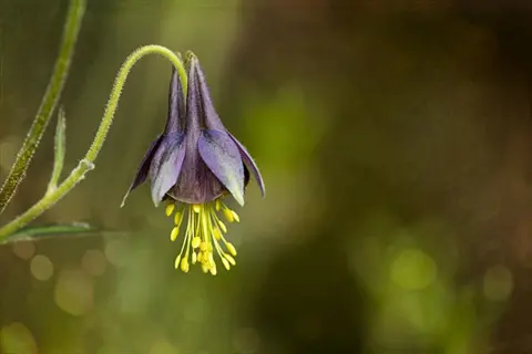 columbine bell shaped blooms: single purple-blue nodding flower with extended yellow stamens, soft green bokeh background