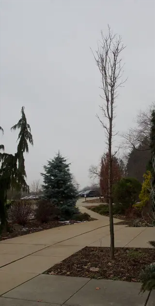 columnar maple tree street scene with pathway, mixed trees, parking area, and overcast sky