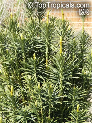 columnar yew hedge narrow plant with yellow new growth tips