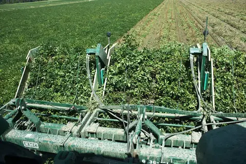 combine harvester (kmc brand) harvesting mature winter wheat cover crop in a sunny field, green crop rows visible