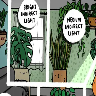 comic strip illustrating different light requirements for houseplants
