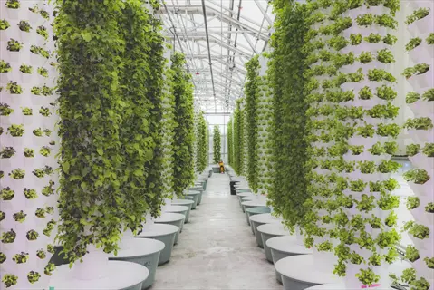 commercial hydroponic herb garden in greenhouse with vertical tower systems growing lush green herbs without soil