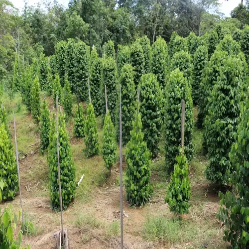 commercial pepper plantation with uniformly staked plants in neat rows, demonstrating pepper plants garden spacing for optimal growth and harvesting access