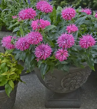 compact monarda container patio with vibrant pink blooms on stone surface