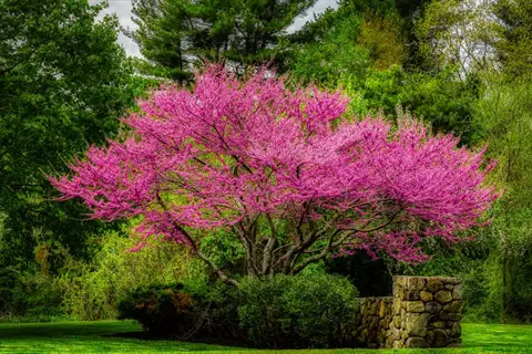 compact redbud tree garden featuring a vibrant pink-flowering tree with lush green backdrop and stone wall border
