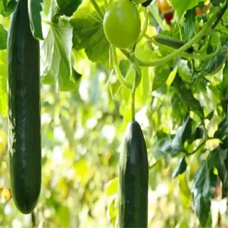 companion planting with cucumbers and tomatoes
