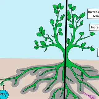 comparison of plant roots with and without mycorrhizal fungi in soil