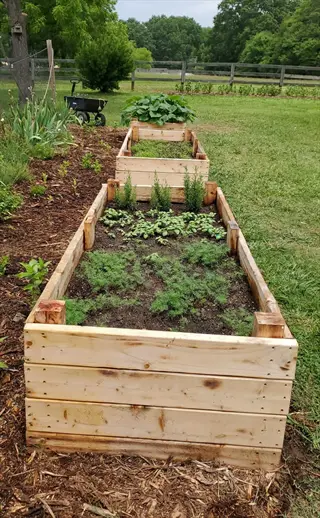 compost mulch vegetables: wooden raised garden beds with young plants surrounded by compost mulch in a sunny rural garden with wheelbarrow and trees