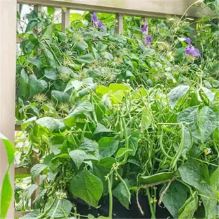 container bush beans growing in a large pot