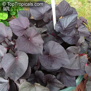 container-grown sweet potato vine with deep purple heart-shaped leaves