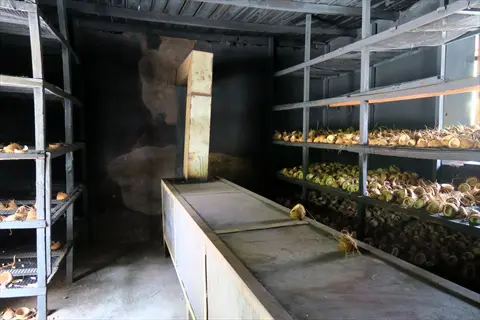 copra storage in an indoor facility with metal shelves filled with dried coconut kernels and central processing equipment
