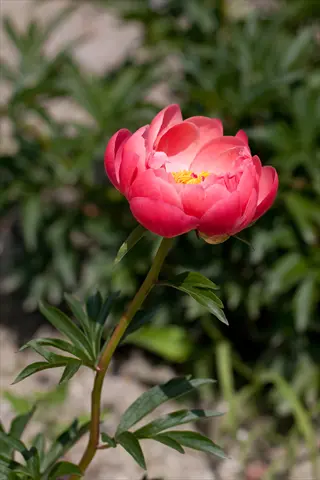 coral charm peony in full bloom with vibrant pink petals and lush green foliage