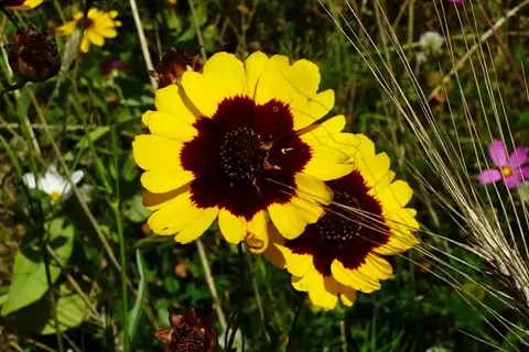 coreopsis golden flowers with dark centers blooming in a sunlit garden