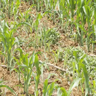 corn field showing signs of acidic soil stress with uneven growth