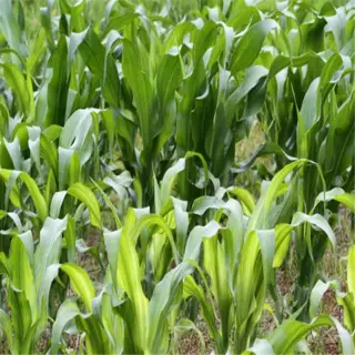 corn plants exhibiting zinc deficiency with stunted growth and pale leaves
