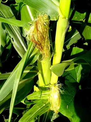 corn stalks with developing tassels growing in a garden, showing large green leaves and surrounding vegetation