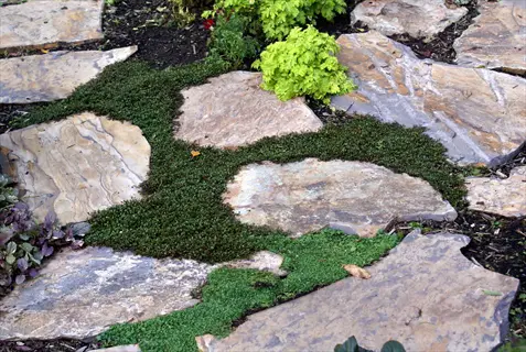 corsican mint groundcover growing between large stone pavers in a garden pathway