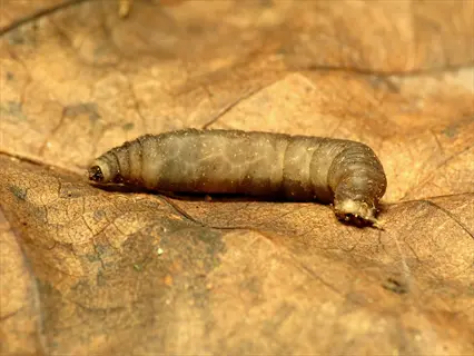 crane fly larvae (leatherjacket) on decaying leaf surface showing segmented body and tapered posterior end