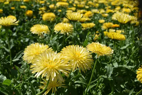 cream calendula blooms (snow princess variety) in full bloom: field of pale yellow double-petaled flowers with green foliage under sunny skies