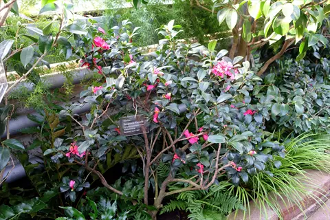 crimson camellia sasanqua bush with vibrant pink flowers and visible plant identification tag amidst lush green foliage