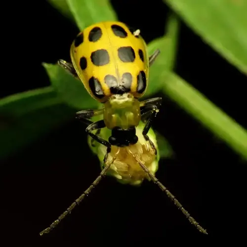 cucumber beetle on damaged plant leaves, showing yellow and black spotted body