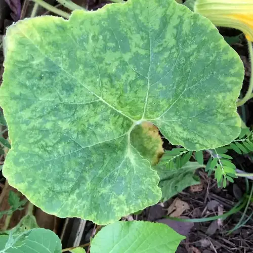 cucumber mosaic virus damage on a cucurbit leaf showing yellow mosaic patterns and uneven green discoloration in a garden setting