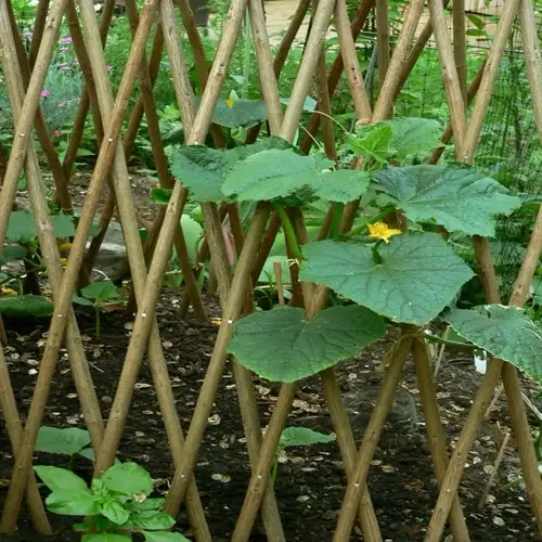 cucumber plant with large green leaves and yellow flowers growing on a wooden trellis in a garden