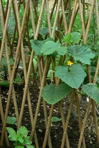 cucumber vines with large green leaves and yellow flowers growing on a wooden trellis in a garden